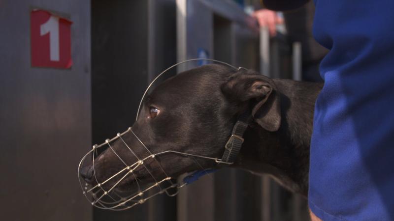 Irish greyhound industry