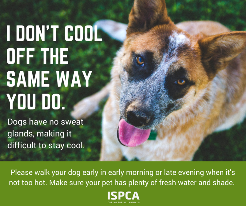 The ISPCA has issued helpful advice for pet owners during the hot weather spell 