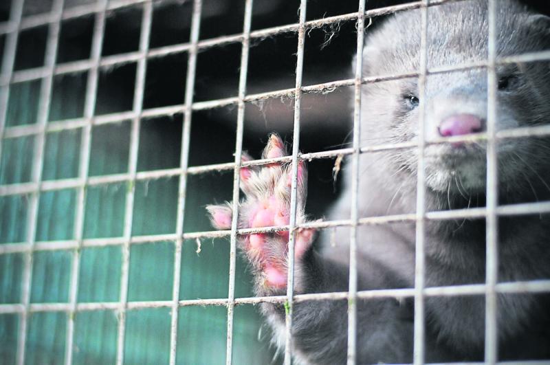 'Right and appropriate' - Irish fur farms to receive funding for wind-down of operations