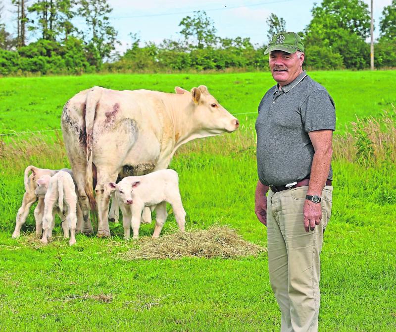 Drumlish farmer welcomes triplet calves
