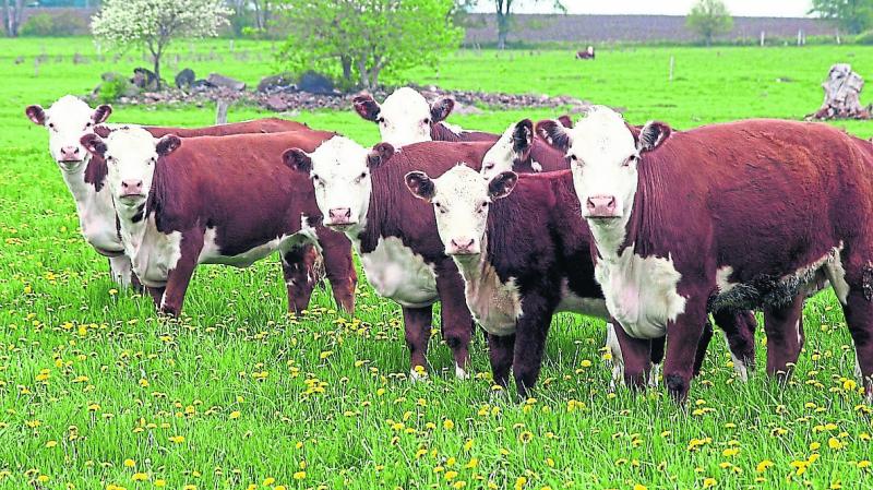 2,285 Longford farmers to share &euro;17.7m Basic Payment Scheme allocation
