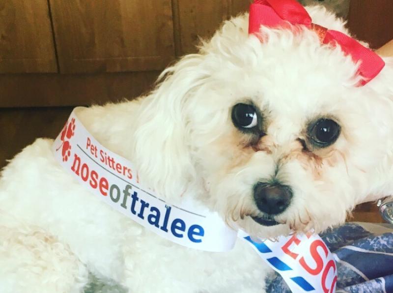 'Ruff' competition for Longford pooch in Petsitters Nose of Tralee competition