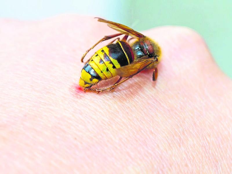 Warning issued for wasps as Rentokil callouts increase 