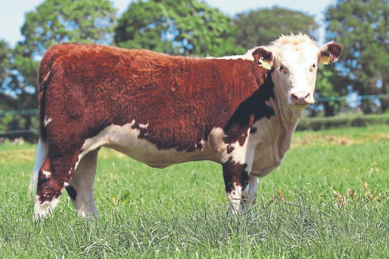 Lot 30: Trillick Charm, which was sold for a price of €3000  Picture: Elite Genetics Production Sale