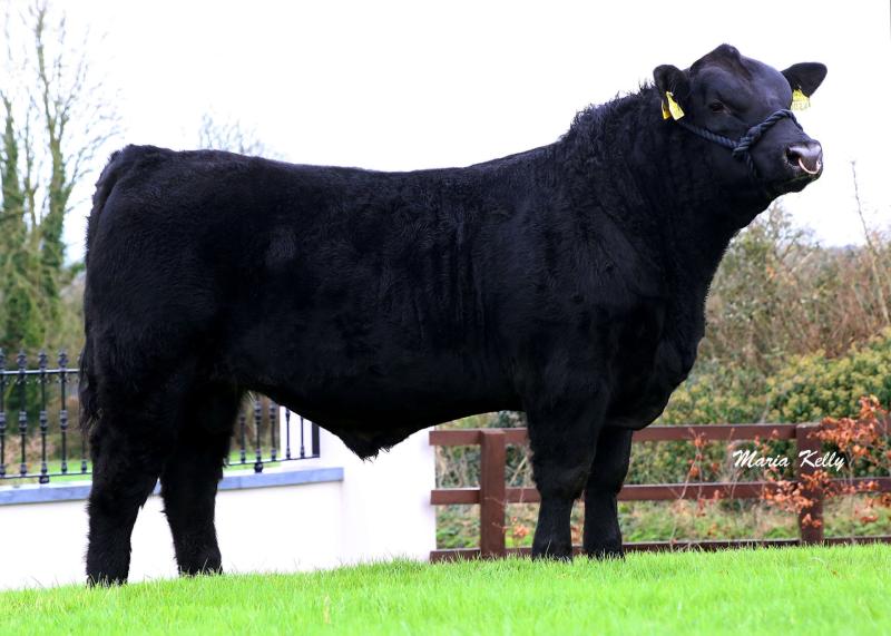 Longford Farming: Aberdeen Angus bulls sought for export