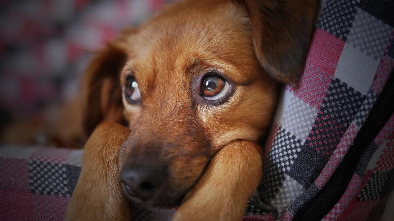 Vets issue advice to pet owners ahead of Halloween