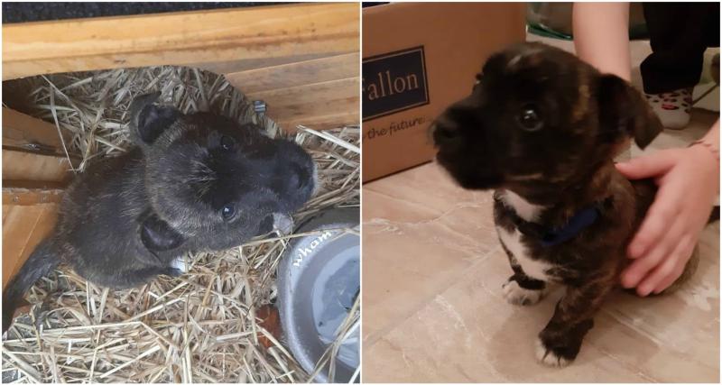 Heartbroken Longford family in plea for information on missing dog
