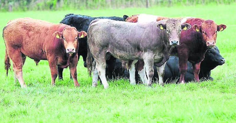 Waenling cattle