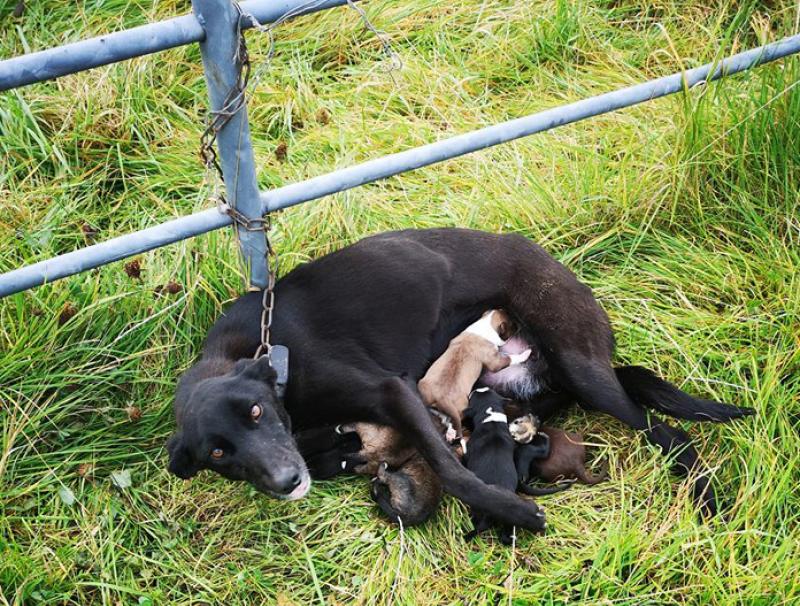 Dog discovered tied to a gate trying to nurse six newborn puppies is in the care of the ISPCA's Longford centre