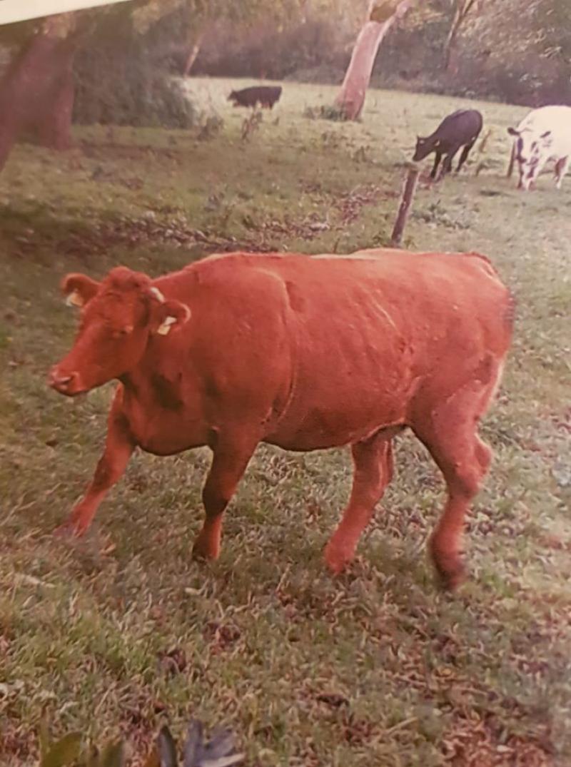 Cash reward offered for stolen Longford cow