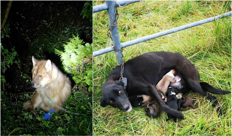 ISPCA outraged over abandoned dogs in Roscommon and Longford