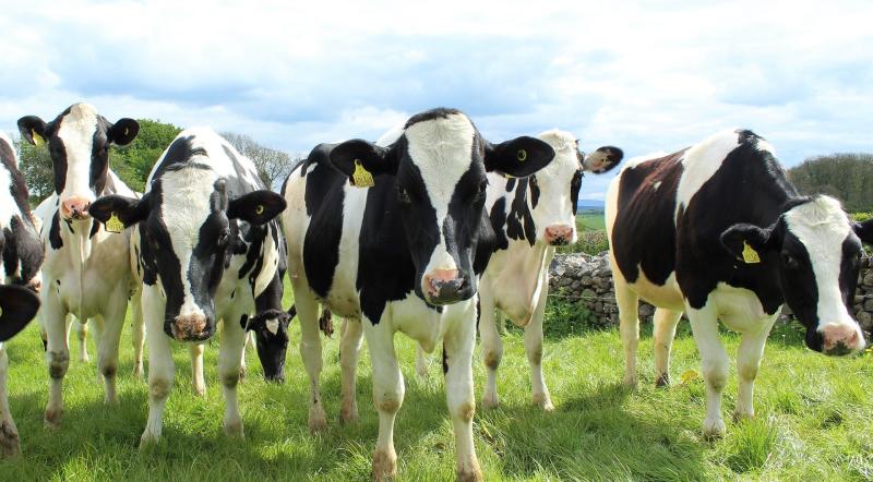 Picture: Teagasc