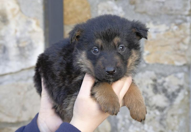 Three unwanted puppies now in ISPCA care in Longford
