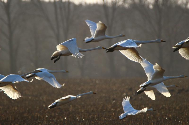  South Longford residents to take part in Swan Census