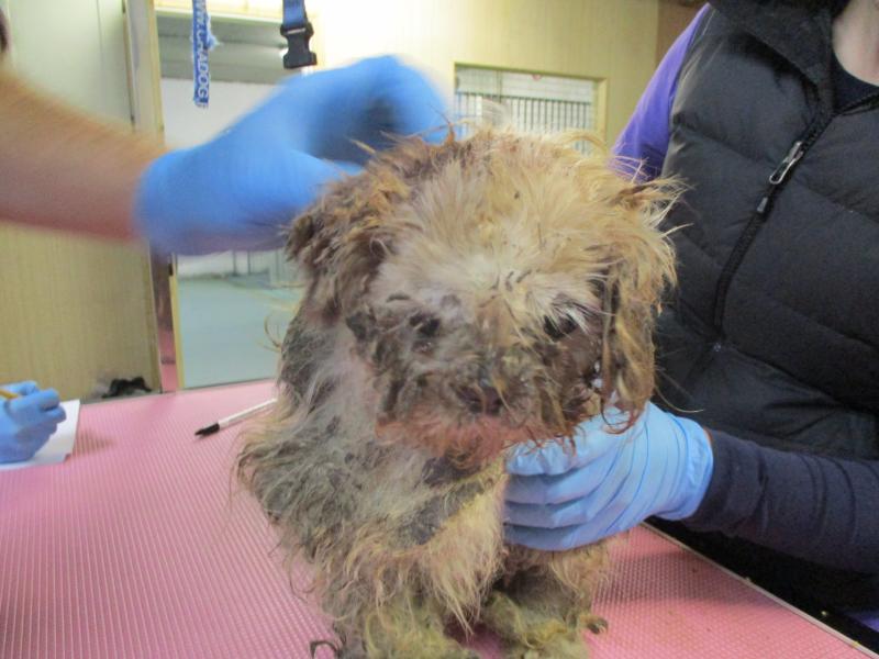 ISPCA remove eight dogs from terrible living conditions in Cork 