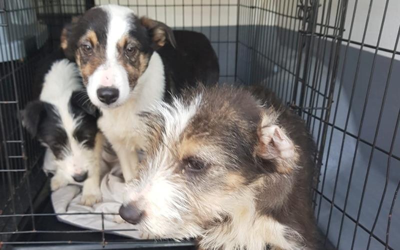 Three puppies dumped from car in countryside