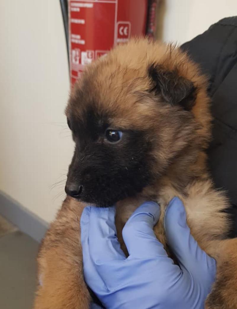 One of the adorable puppies found in a ditch in Offaly