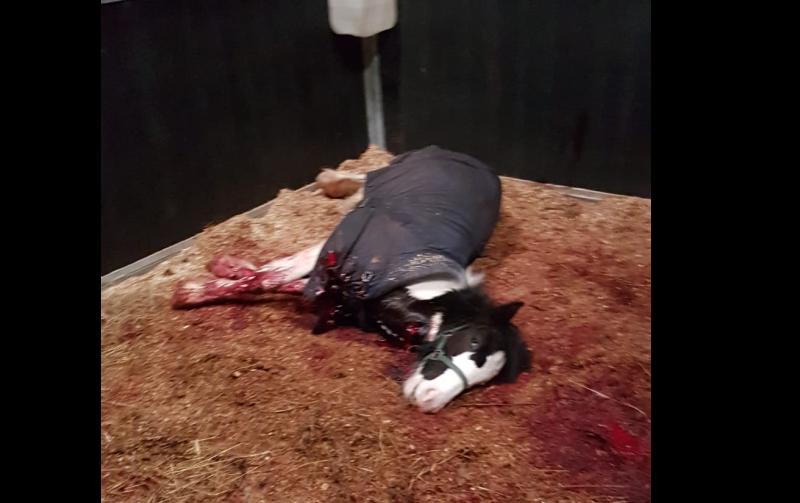 'Absolutely no feud link' to vicious attack on Longford foal, insists father of 13-year-old owner