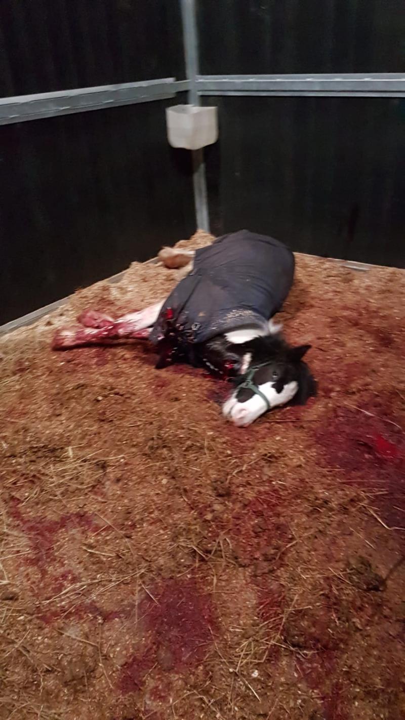 Foal death