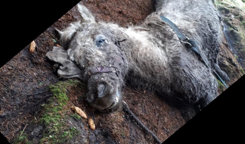 Breaking News: Over 30 horses and donkeys dumped at Leitrim forest