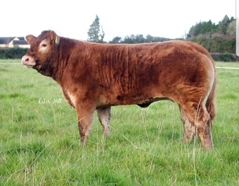Homebred heifer ‘Esker-Hill Patricia Et'