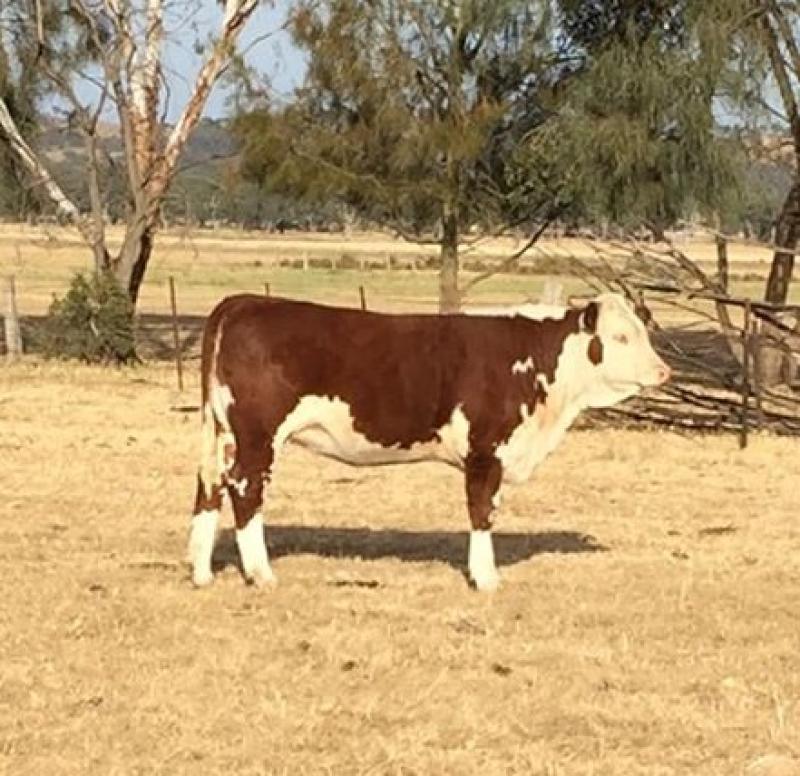Progeny of Longford bull thriving in Australia