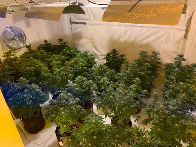 Five men arrested as Longford Garda drugs unit involved in €289,000 Valentine's Day cannabis bust 