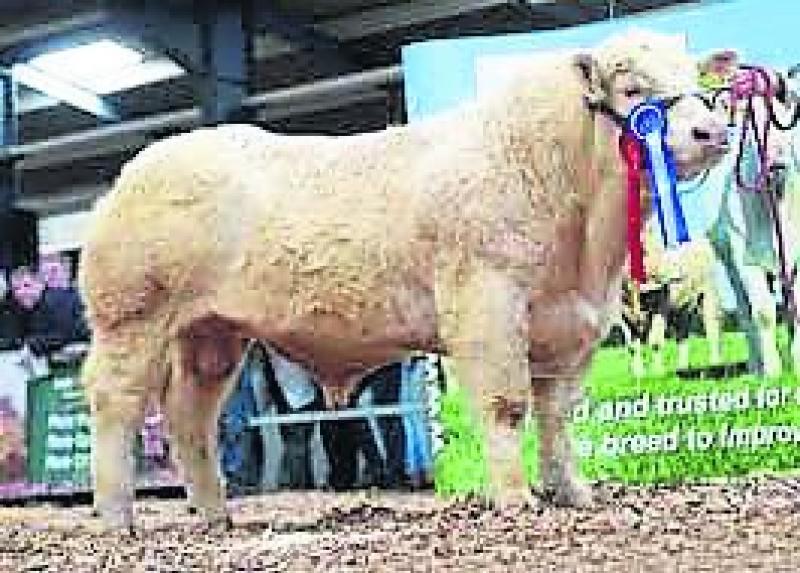 Charolais cattle society show & sale