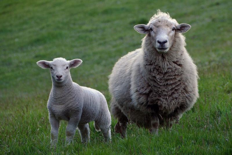 Longford farmer offering reward of €1,000 for return of twenty-two stolen ewes