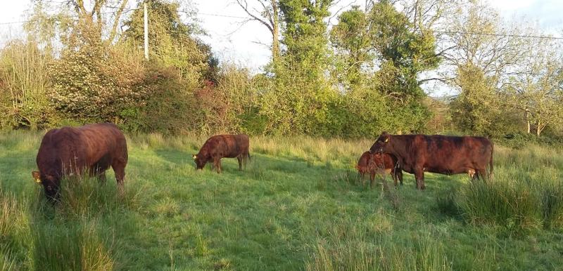 A picture of some Bó Riabhach in Co Leitrim  PICTURE: DÁIREANN O MAOILSEACHLAINN