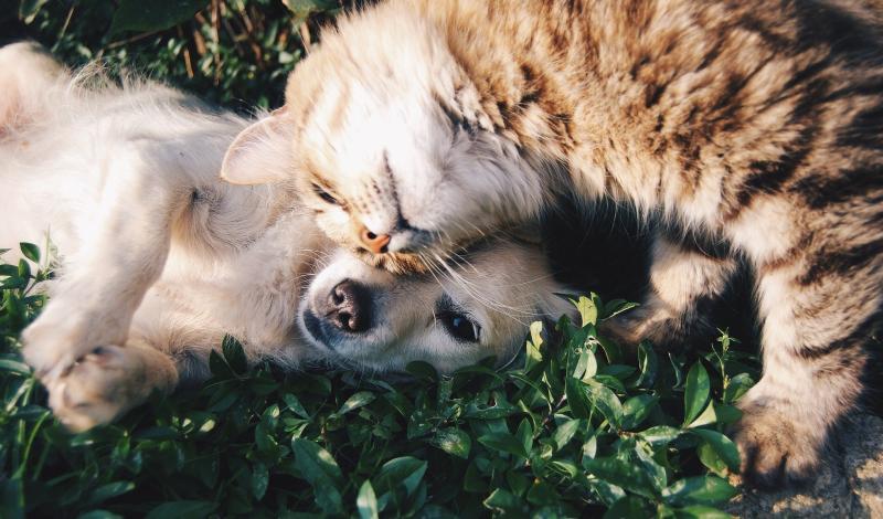 No evidence pets can catch or spread coronavirus, ISPCA assures