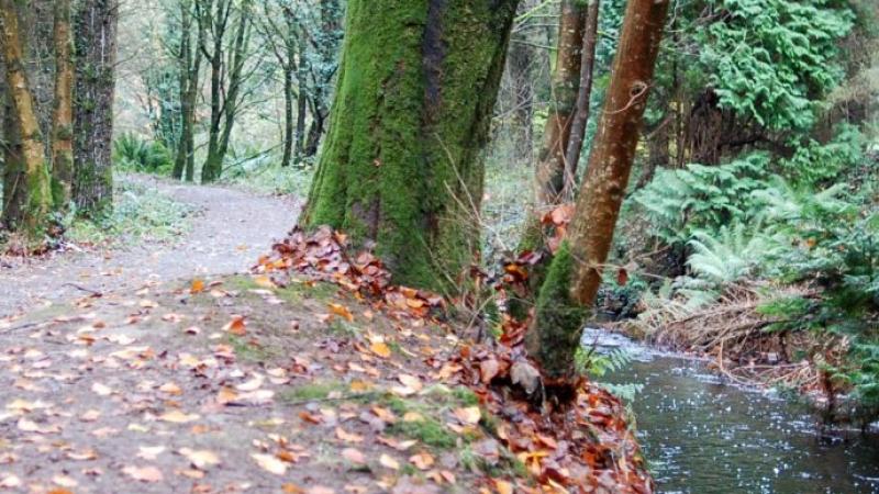 Top 12 quieter walks in Longford to enjoy during Covid-19 crisis