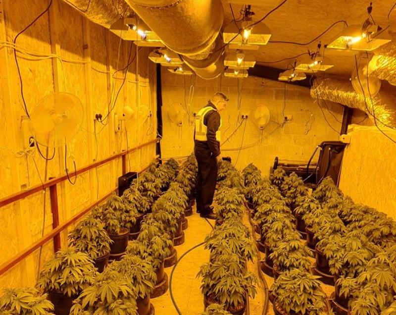 Man arrested and €122,400 of suspected cannabis plants seized in Athlone