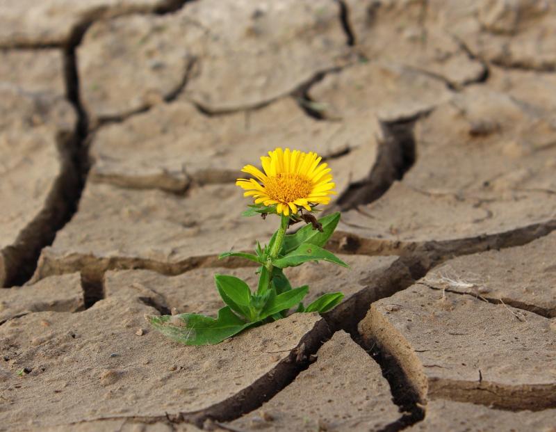 Ireland is now officially in a drought with no rain for the past fifteen days