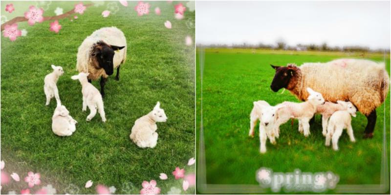 Spring has sprung: Newtowncashel ewe gives birth to four beautiful lambs