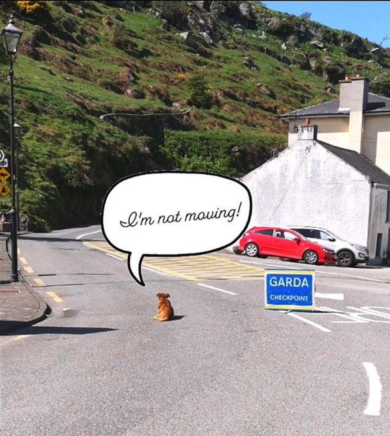 'I'm not moving,' Brave pooch defies Garda Covid-19 checkpoint over Easter weekend 