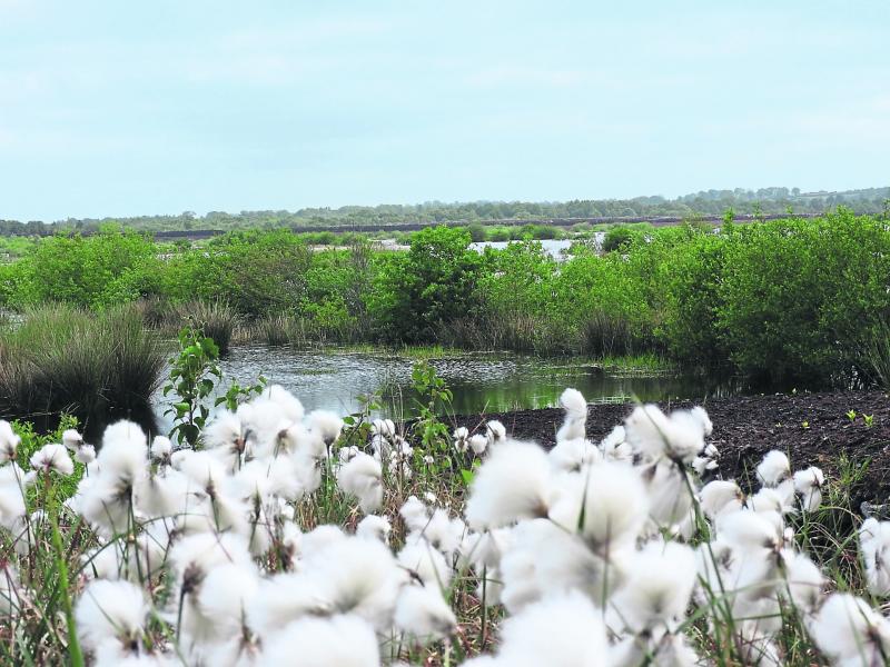 To lose Mid Shannon Wilderness Park  would be unthinkable for Longford