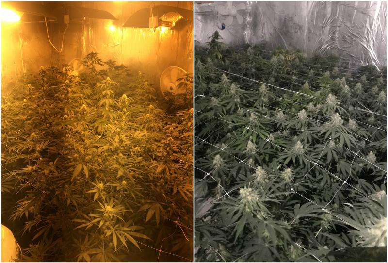 €130,000 Cannabis Grow house detected in Ballymahon