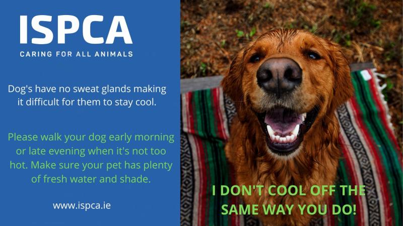 ISPCA tips and advice to keep your pets safe in hot weather