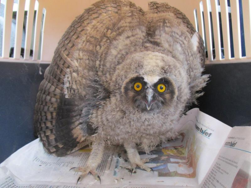 ISPCA rescues a baby owl from a midlands main road