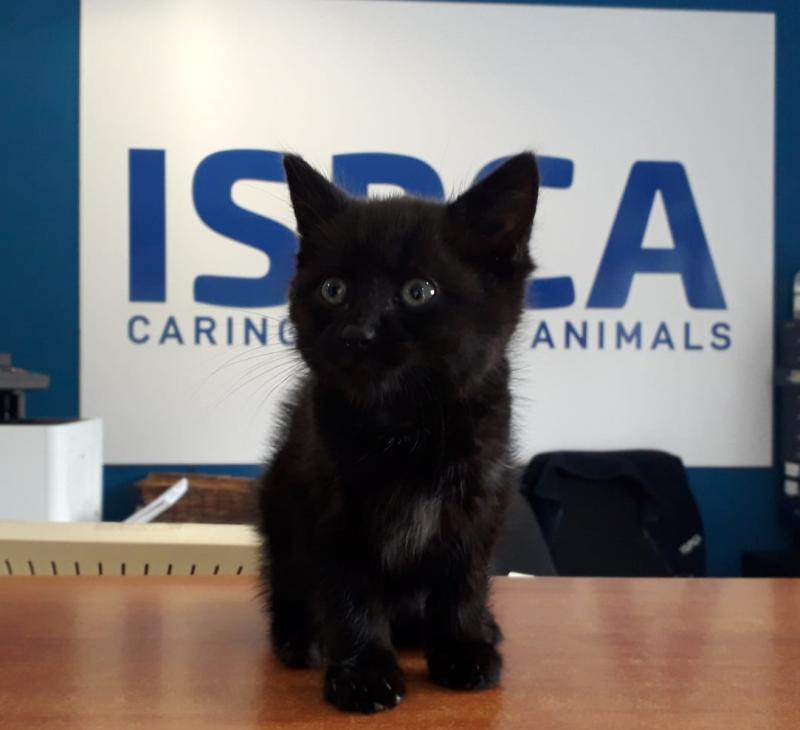 ISPCA rescues six-week-old kitten from the side of a busy Athlone road