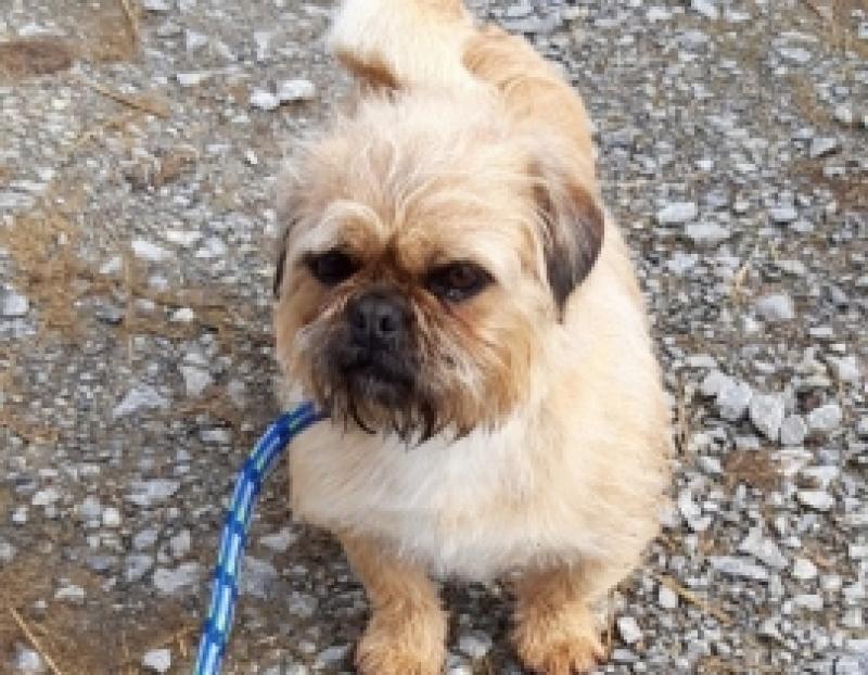 ISPCA seek information on dog missing from the Kenagh area