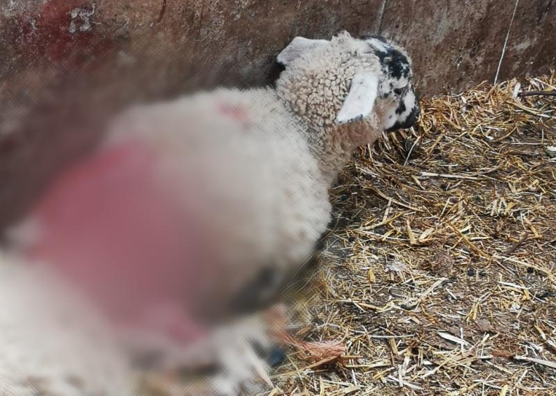 Gardaí issue appeal to dog owners after four incidents of sheep worrying in Longford and Roscommon