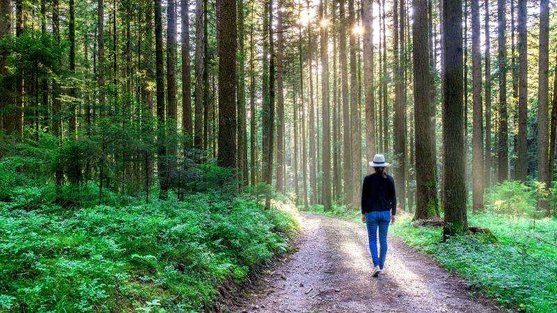 Longford residents encouraged to visit Coillte Forests for National Walking Day