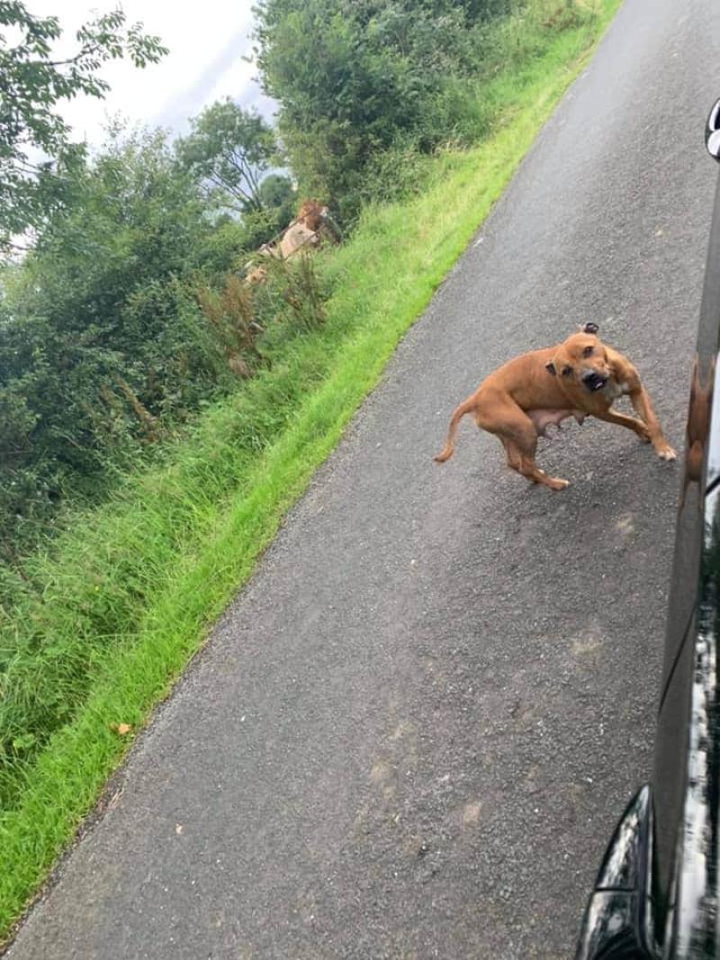 Distressed female dog found in Colehill area