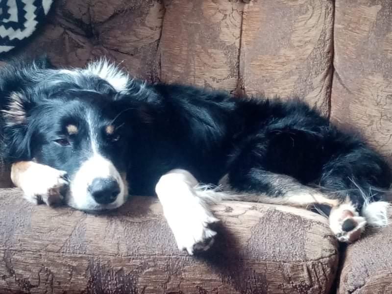 Border Collie missing from Ardnacassa Avenue