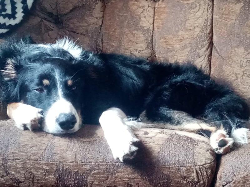 UPDATE: Missing border collie reunited with Longford owners