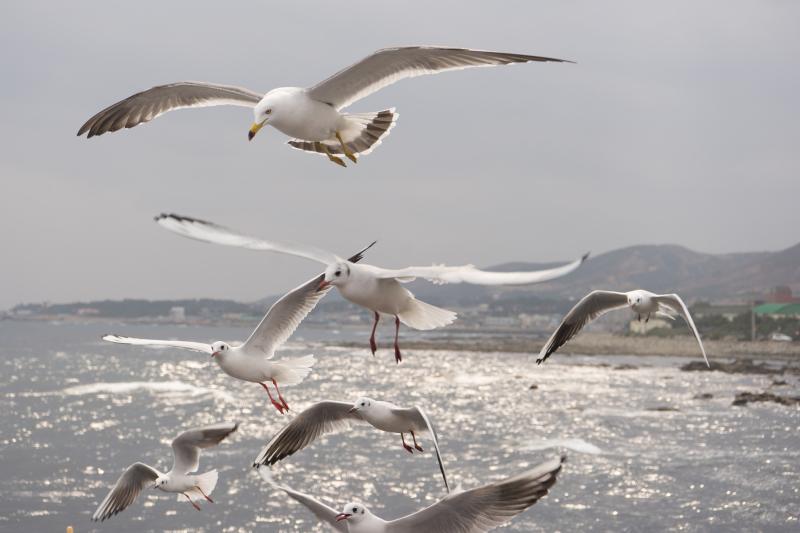 Ireland commits to protect region of five million seabirds