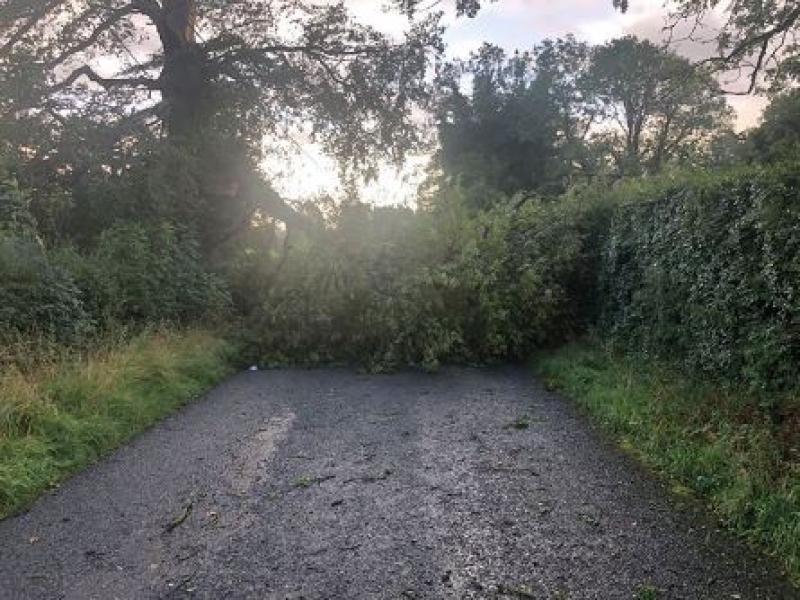 Tree down in Cullyfad
