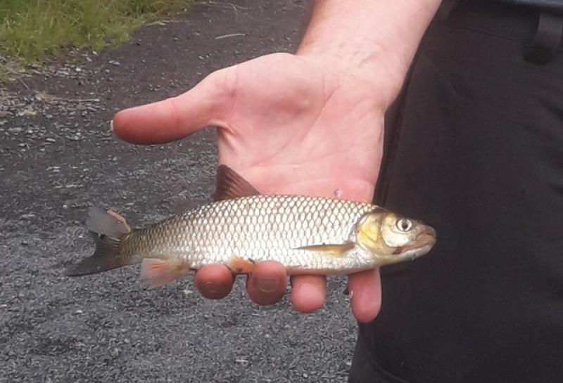 Invasive species Chub detected on River Inny in Longford